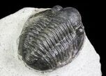 Bargain, Gerastos Trilobite Fossil - Morocco #69110-3